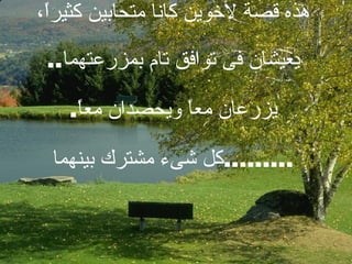 هذه قصة لأخوين كانا متحابين كثيراً، يعيشان فى توافق تام بمزرعتهما .. يزرعان معاً ويحصدان معاً . كل شىء مشترك بينهما ......... 