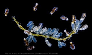 Overall runner up: Hatching by Pichaya Lertvilai (Scripps Institution of Oceanography, University of California San Diego).
 
