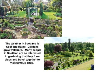 The weather in Scotland is Cool and Rainy.  Gardens grow well here.  Many people in Scotland are so interested in gardening that they form clubs and travel together to visit famous ones.   