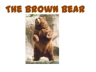 The Brown Bear
 