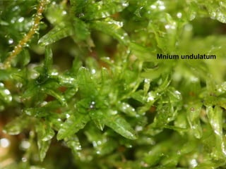 Mnium undulatum
 