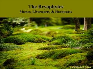 The Bryophytes
Mosses, Liverworts, & Hornworts
Damnjanović Ivana
 
