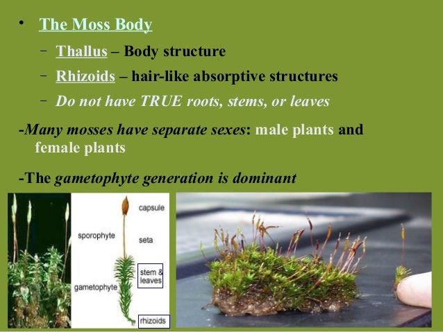 which of the following is the dominant generation in bryophytes