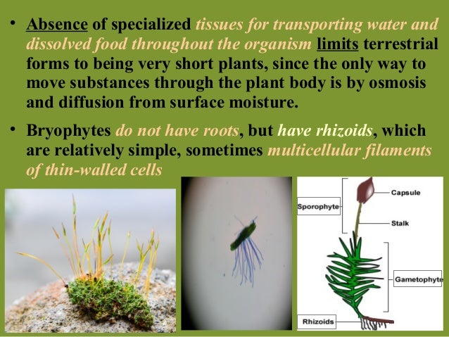 The Bryophytes