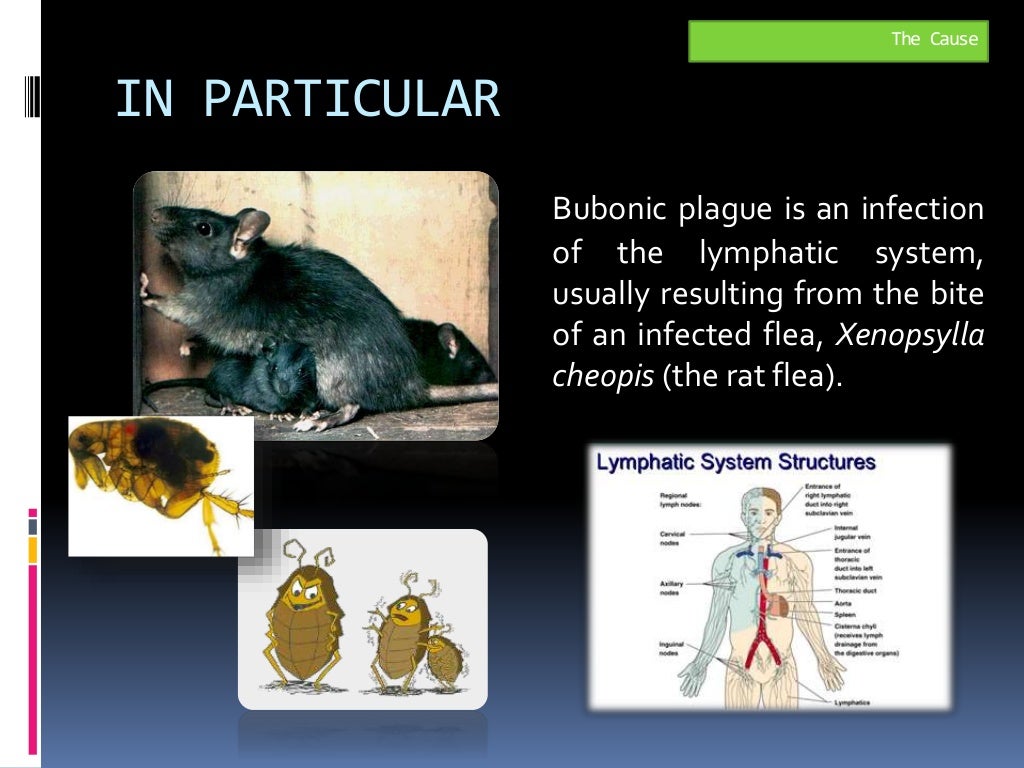 The bubonic plague