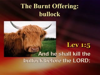 The Burnt Offering:The Burnt Offering:
bullockbullock
 