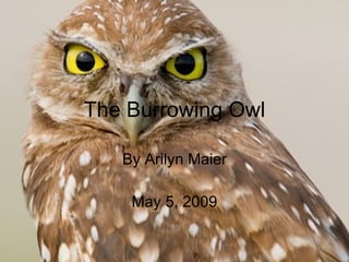 The Burrowing Owl By Arilyn Maier May 5, 2009 