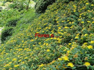 Flores e ... 