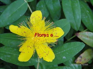 Flores e ... 