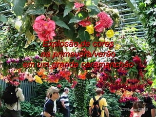 Explosão de cores na primavera/verão em um grande caramanchão 