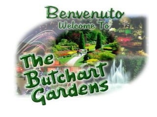 The butchart gardens1