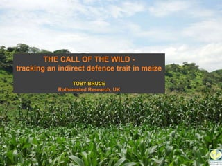 THE CALL OF THE WILD - 
tracking an indirect defence trait in maize 
TOBY BRUCE 
Rothamsted Research, UK 
 
