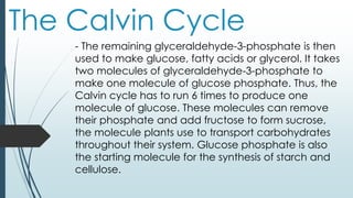 The Calvin Cycle
- The remaining glyceraldehyde-3-phosphate is then
used to make glucose, fatty acids or glycerol. It takes
two molecules of glyceraldehyde-3-phosphate to
make one molecule of glucose phosphate. Thus, the
Calvin cycle has to run 6 times to produce one
molecule of glucose. These molecules can remove
their phosphate and add fructose to form sucrose,
the molecule plants use to transport carbohydrates
throughout their system. Glucose phosphate is also
the starting molecule for the synthesis of starch and
cellulose.
 
