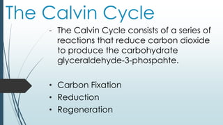 The Calvin Cycle
- The Calvin Cycle consists of a series of
reactions that reduce carbon dioxide
to produce the carbohydrate
glyceraldehyde-3-phospahte.
• Carbon Fixation
• Reduction
• Regeneration
 