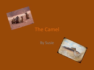 The Camel By Susie 