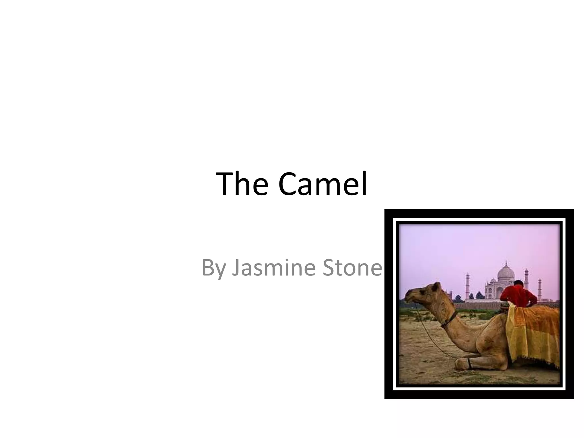 The CamelBy Jasmine Stone