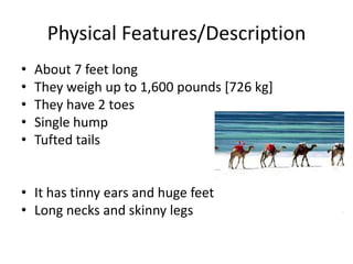 Physical Features/DescriptionAbout 7 feet longThey weigh up to 1,600 pounds [726 kg]They have 2 toesSingle humpTufted tailsIt has tinny ears and huge feetLong necks and skinny legs