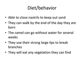 Diet/behaviorAble to close nastrils to keep out sandThey can walk by the end of the day they are bornThe camel can go without water for several weeksThey use their strong large lips to break branchesThey will eat any vegetation they can find