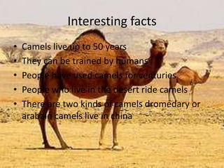 Interesting factsCamels live up to 50 yearsThey can be trained by humansPeople have used camels for centuriesPeople who live in the desert ride camelsThere are two kinds of camels dromedary or arabain camels live in china