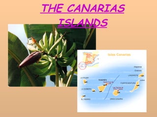 THE CANARIAS ISLANDS 