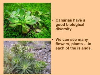<ul><li>Canarias have a good biological diversity. </li></ul><ul><li>We can see many flowers, plants …in each of the islan...
