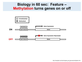 Biology in 60 sec: Feature –
Methylation turns genes on or off
http://missinglink.ucsf.edu/lm/genes_and_genomes/methylatio...
