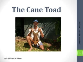 The Cane Toad




                      Venomous animals : Cane toad
                                  1

BOULLENGER Simon
 