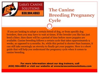 The Canine
Breeding Pregnancy
Cycle
For more information about our dog trainers, call
(830) 904-4863 or visit our website at www.larascaninesolutions.com
If you are looking to adopt a certain breed of dog, or from specific dog
breeders, then you may have to wait at times. If the breeder you like has just
bred a litter, then there will be a period of time before more puppies are
available. Canine breeding follows a certain cycle that takes approximately 9
weeks, as opposed to 9 months. So, while this period is shorter than humans, it
can still take seemingly an eternity to finally get your puppies. Here is a short
guide that will help you understand the pregnancy cycle when it comes to
canine breeding.
 