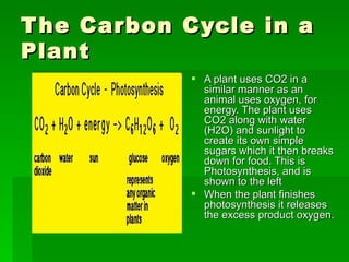 The Carbon Cycle | PPT