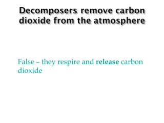 False  –  they respire and  release  carbon dioxide 