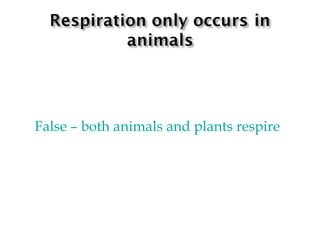 False  –  both animals and plants respire 