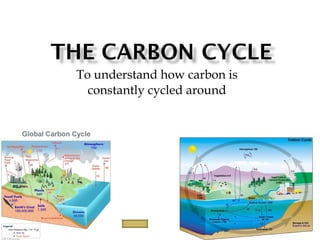 To understand how carbon is constantly cycled around 
