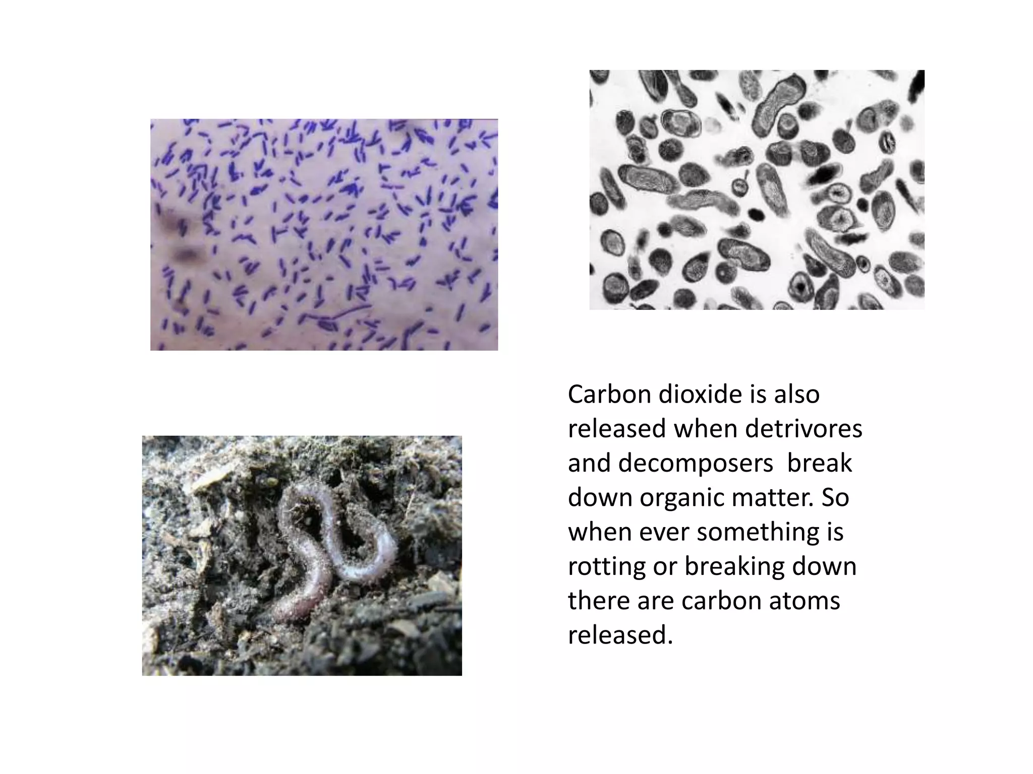 Carbon dioxide is also released when detrivores and decomposers break down organic matter. So when ever something is rotting or breaking down there are carbon atoms released.
