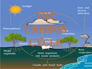 The
carbon
 cycle
 