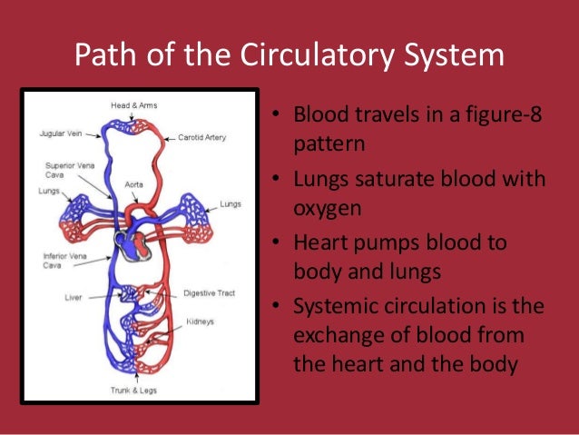 The cardiac client