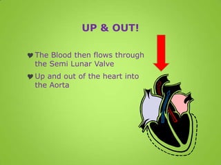 UP & OUT!

 The Blood then flows through
  the Semi Lunar Valve
 Up and out of the heart into
  the Aorta
 