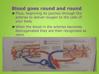 Blood goes round and round
 Thus, beginning its journey through the
  arteries to deliver oxygen to the cells of
  your body
 When the blood in the arteries becomes
  deoxygenated they are then recognized as
  veins
 