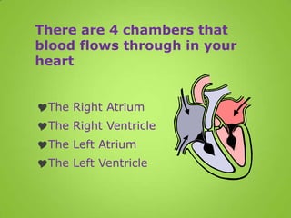 There are 4 chambers that
blood flows through in your
heart


The Right Atrium
The Right Ventricle
The Left Atrium
The Left Ventricle
 