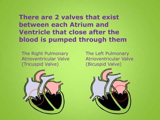 There are 2 valves that exist
between each Atrium and
Ventricle that close after the
blood is pumped through them

The Right Pulmonary      The Left Pulmonary
Atrioventricular Valve   Atrioventricular Valve
(Tricuspid Valve)        (Bicuspid Valve)
 
