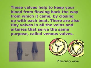 These valves help to keep your
blood from flowing back the way
from which it came, by closing
up with each beat. There are also
tiny valves in all the veins and
arteries that serve the same
purpose, called venous valves.
 