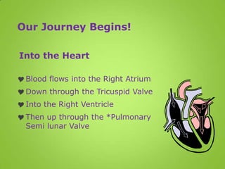 Our Journey Begins!

Into the Heart

 Blood flows into the Right Atrium
 Down through the Tricuspid Valve
 Into the Right Ventricle
 Then up through the *Pulmonary
  Semi lunar Valve
 