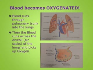 Blood becomes OXYGENATED!
 Blood runs
  through
  pulmonary trunk
  into the lungs
 Then the Blood
  runs across the
  Alveoli (air
  sacks) of the
  lungs and picks
  up Oxygen
 