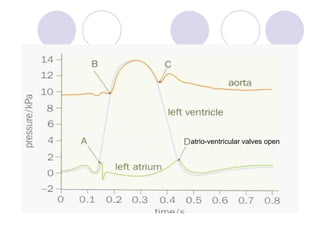 atrio-ventricular valves open 