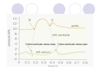atrio-ventricular valves open atrio-ventricular valves close 