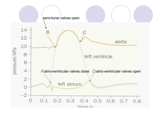 atrio-ventricular valves open atrio-ventricular valves close semi-lunar valves open 