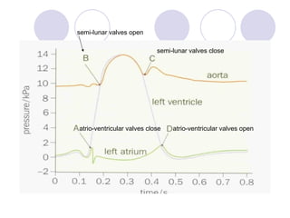 atrio-ventricular valves open atrio-ventricular valves close semi-lunar valves open semi-lunar valves close 
