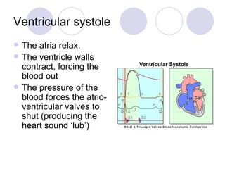 Ventricular systole The atria relax. The ventricle walls contract, forcing the blood out The pressure of the blood forces the atrio-ventricular valves to shut (producing the heart sound ‘lub’) 