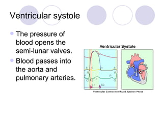 Ventricular systole The pressure of blood opens the semi-lunar valves. Blood passes into the aorta and pulmonary arteries. 