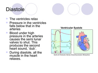 Diastole The ventricles relax Pressure in the ventricles falls below that in the arteries Blood under high pressure in the arteries causes the semi lunar valves to shut. This produces the second heart sound, ‘dub’. During diastole, all the muscle in the heart relaxes. 