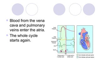 Blood from the vena cava and pulmonary veins enter the atria. The whole cycle starts again. 